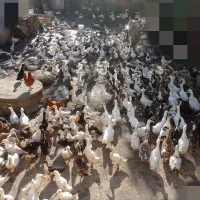 اردک ۱۵۰۰عدد همه سایز