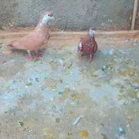 کفتر جفتگاه