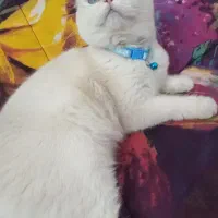 گربه اسکاتیش دبل فولد