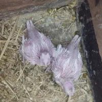 فروش جوجه سرلاکی