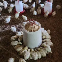 جوجه گوشتی راس ۳۰۸ فوق سنگین|حیوانات مزرعه|یزد, |دیوار