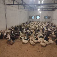 اردک پرورشی یا سالنی و دشتی یا آیشی