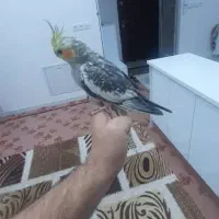 عروس هلندی|پرنده|جوانرود, |دیوار