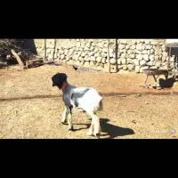 بره ماده قوچ خورده|حیوانات مزرعه|کامفیروز, |دیوار