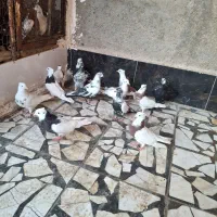 کفتر|پرنده|خرمشهر, |دیوار