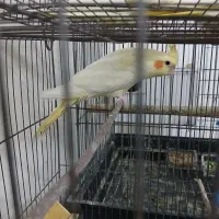 تخم عروس هلندی لوتینیو|پرنده|اسلامشهر, مظفریه|دیوار