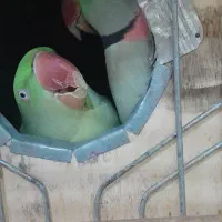 عروس هلندی، قناری، قفس کبوتر، دارو سرلاک،