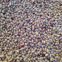 لوبیا چیتی و قرمز
