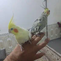 عروس هلندی
