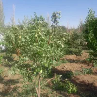 باغ نقلی با سند رسمی|فروش زمین و ملک کلنگی|قزوین, |دیوار