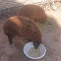 دو عدد بره چاق درجه یک تمیز