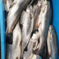 ماهی قزل آلا تازه