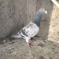 کبوتر نر موریس دلبر|پرنده|مشهد, شهید بصیر|دیوار