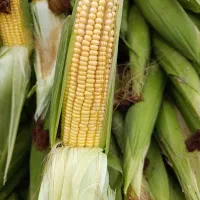 بلال شیره درجه یک