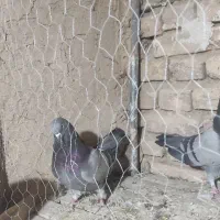 کبوتر پر زنگی|پرنده|بن, |دیوار