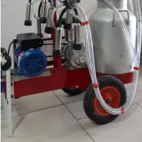 شیر دوش گاو   مرتب و تمیز