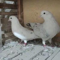 کبوترپرشتی