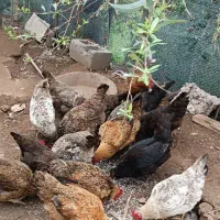 مرغ تخم گذار