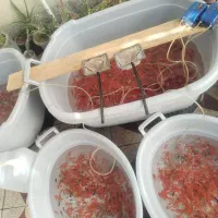 ماهی گلی عمده