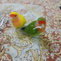 جفت طوطی برزیلی نرو ماده بازیگوش دستی