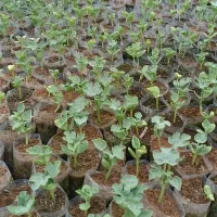 نهال هندوانه