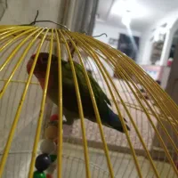 کوتوله باهوش بازیگوش