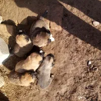 توله سگ رایگان