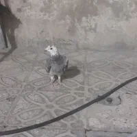 دوعدد کفتر بع فروش می رسد