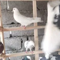 فروش 30عدد کبوتر
