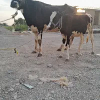گاوهولشتان باگوساله خارجی