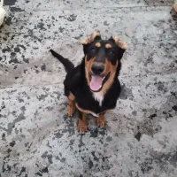 دوبرمن نر ۹ماهه