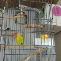 جفت برزیلی خاص همراه با جوجه مولد صدرصد