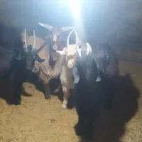 بزغاله|حیوانات مزرعه|آوج, |دیوار