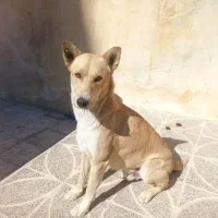 واگزاری سگ نگهبان|سگ|یاسوج, |دیوار