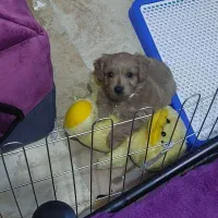 واگذاری توله سگ|سگ|ری, شهادت|دیوار