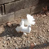 کبوتر دم چتری انگلیسی اصیل