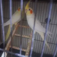 عروس هلندی ماده|پرنده|دزفول, |دیوار