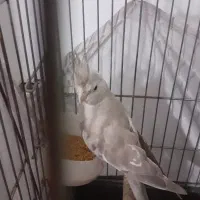 عروس هلندی|پرنده|اسلام‌شهر, شهرک قائمیه|دیوار