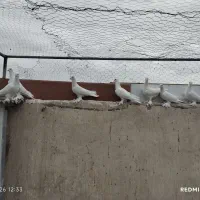 کبوتر لوتی|پرنده|تبریز, |دیوار