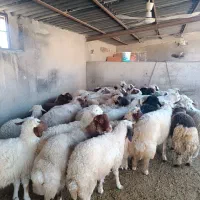 بره نر|حیوانات مزرعه|چرداول, |دیوار