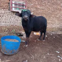 گاومیش نر دو ساله