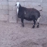 قوچ