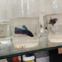 ماهی فایتر|ماهی|مشهد, الهیه|دیوار