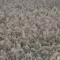 ارزن درشت اصفهان