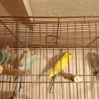 پرنده|پرنده|دهگلان, |دیوار