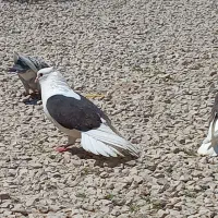 کبوتر|پرنده|دهدشت, |دیوار