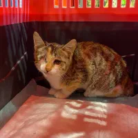 واگذاری بچه گربه ماده