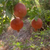 باغچه باغ|فروش خانه و ویلا|قم, الغدیر|دیوار