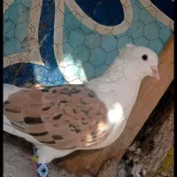 کبوتر.با شماره ای ک عکس آخر گزاشته شده تماس بگیرید