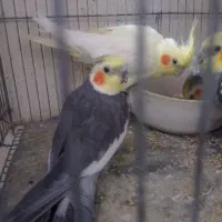 عروس هلندی -فنچ-کوتوله برزیلی-مرغ عشق